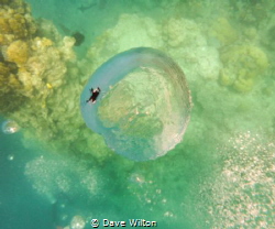 I has dived when snorkeling over divers below and I snapp... by Dave Wilton 